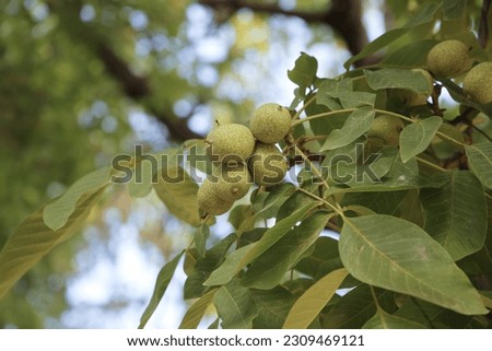 
green walnut fruit close up