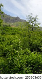 Green walnut orchards in the spring, surrounded by lush foliage and the tranquil beauty of nature.
📍 Kamalla village, Hawraman Takht - Kurdistan 