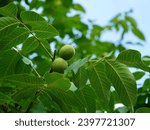 Green walnuts growing on a tree, close up
