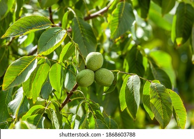 walnuts tree