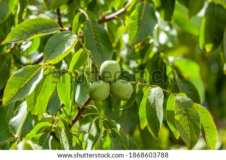 Green walnuts growing on a tree, close up Foto stock © 