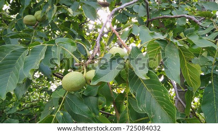 Green walnuts on the tree