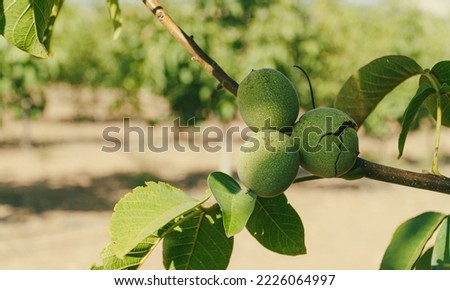 Green Walnuts on tree branch