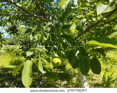 Green walnuts on a walnut tree in late spring. Close-up.