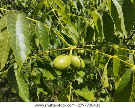 Green walnuts on a walnut tree in late spring. Close-up.