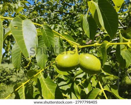 Green walnuts on a walnut tree in late spring. Close-up.