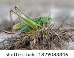 Green wart-biter (Decticus verrucivorus) macrophotography