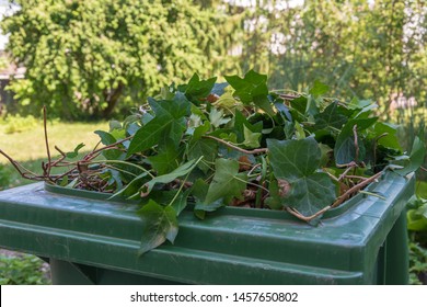 Green Waste In Garden In Green Recycle Box