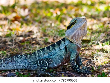 Green Water Dragon Lizard Observing The Pathway Traffic From The Shade At The Mooloolaba Park, Sunshine Coast, Queensland 