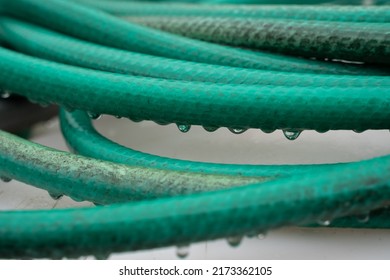 Green Water Hose Rolled Up With Raindrops