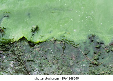 Green Water In The Lake. Freshwater Phytoplankton. The Concept Of Ecology. Green Color