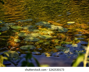 Green Water Lillies (Monet) On The River Thames Which Is Reflecting An Orange Light 