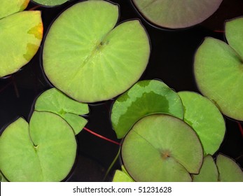 Green Water Lily Pads