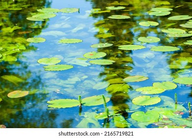 Green Water Lily -water Plant With Oval , Floating Leaves On Summer Time