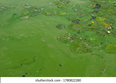green water polluted bluegreen algae 260nw 1780822280