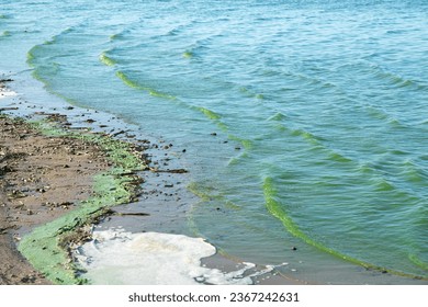 Green water polluted with blue-green algae (Cyanobacteria). Global pollution of the environment and water bodies. Water bloom, reproduction of phytoplankton, algae in the lake, ecology concept. - Shutterstock ID 2367242631
