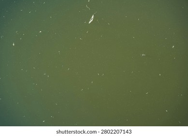 Green Water Surface Texture with Tiny Aquatic Organisms and Natural Background