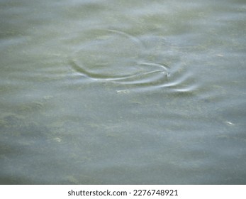 green water surface useful as a background - Shutterstock ID 2276748921