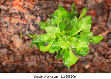 Green watercress plant in soil at top view.