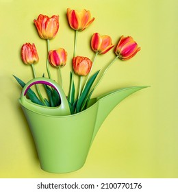 Green Watering Can With Bouquet Of Orange Fresh Tulips Flowers On Light Pastel Background. Greeting Card For Holiday Event. Happy Labor Day. Springtime Or Gardening Concept