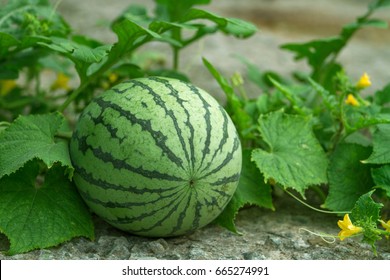 Green Watermelon Growing In The Garden