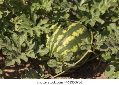 Green Watermelon Grows In A Homegrown Backyard Garden Watermelon Patch In Summer.