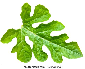 Green Watermelon Leaves  On A White Background