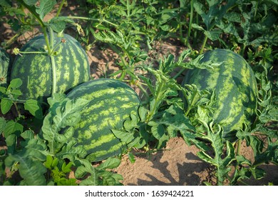 Green watermelon of ripe watermelons with green leaves in a field.