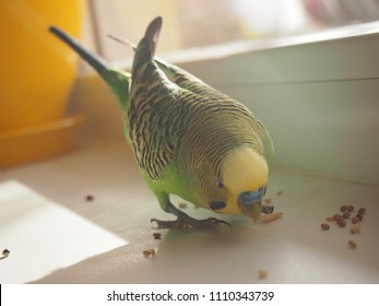 16,703 Parrot eat Images, Stock Photos & Vectors | Shutterstock