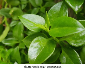 Green waxy leaf for background - Shutterstock ID 1080302855