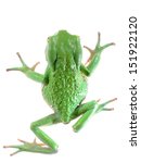 Green waxy monkey leaf frog Phyllomedusa sauvagii isolated on white