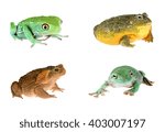 Green waxy monkey leaf frog Phyllomedusa sauvagii, Australian green tree frog Litoria caerulea, cane toad (giant marine toad) Bufo marinus isolated, African bullfrog Pyxicephalus adspersus isolated