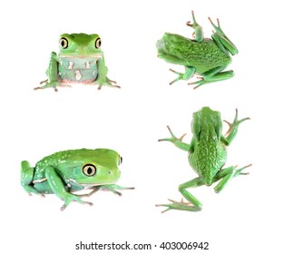 Green Waxy Monkey Leaf Frog Phyllomedusa Stock Photo 403006942 ...