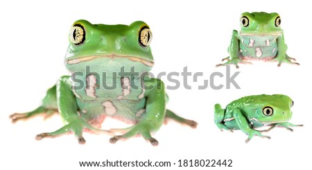 Green waxy monkey leaf frog Phyllomedusa sauvagii isolated on white background, close-up. Environmental protection. Herpetology, zoology, graphic resource, collage, image set
