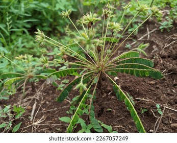 Green weed in the fields