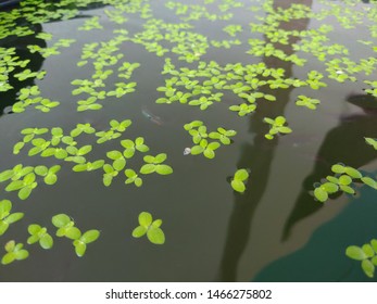 Green Weeds Floating Above The Water Copy Space Background