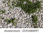 Green weeds are growing through white gravel stones creating a contrasting background texture