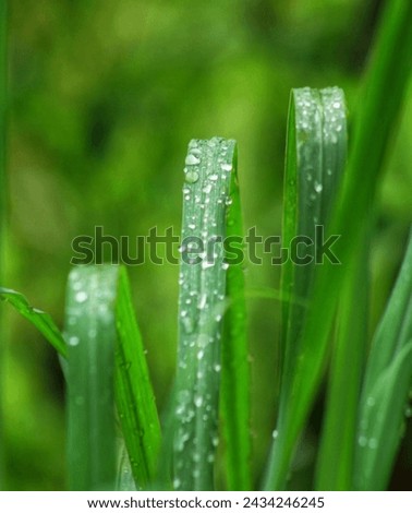 green weeds with raindrops caught on camera 