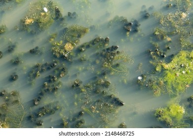 Green weeds texture pattern background. Wetland floating plant. Lakescape. Underwater life. Sun shines throught weeds plant in the lake.