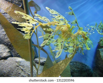 Green Weedy Sea Dragon