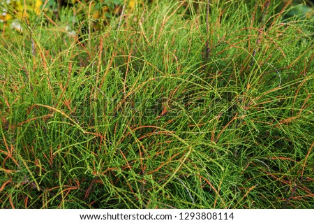 Green western thuja bush. Thuja occidentalis filiformis. Close up of a branch of thuja tree