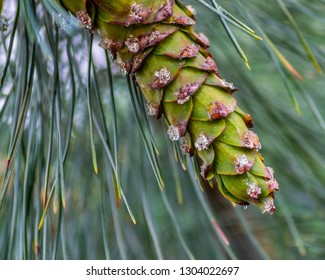 Green Western White Pine Cone