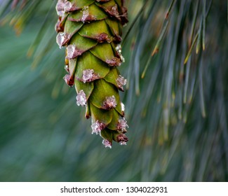 Green Western White Pine Cone