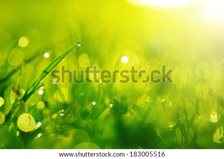 Green wet grass with dew on a blades. Shallow depth of field