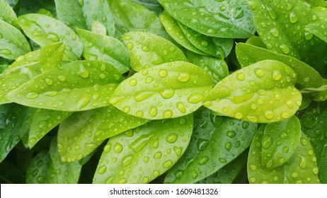 Green wet leaves after rain