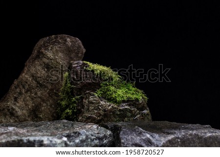 Green Wet Moss, Showing a Blurred Rock Foreground leading to a Natural Stone Mineral Covered in a Simple Variety of Garden Plant.