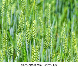 Green Wheat 