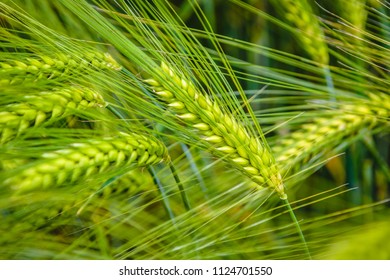 Green wheat closeup.
