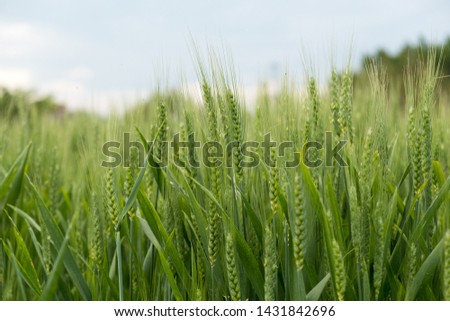 Green wheat ear spikes close up. Food production conceptual background