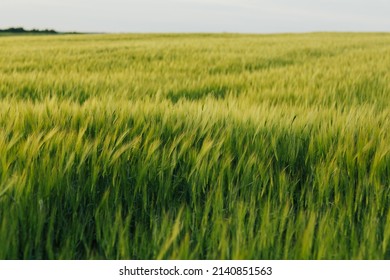 Green wheat ears ripen in the summer. Background of wheat. Rural landscape of wheat green field.